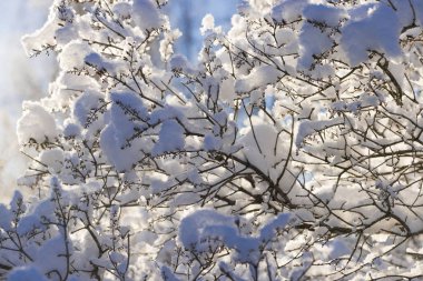 İsveçli Lapland kışın