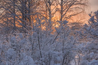İsveçli Lapland kışın
