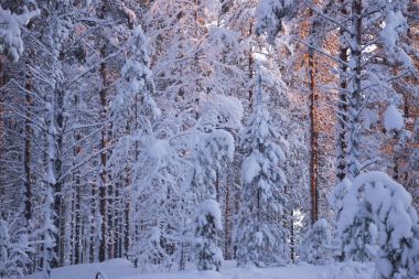 the winter in swedish Lapland clipart