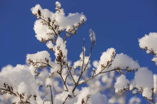 The winter in swedish Lapland — Stock Photo, Image