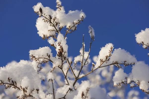 The winter in swedish Lapland — Stock Photo, Image