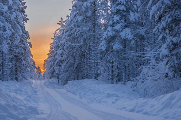 Зима в Лапландии, Швеция, Норрботтен — стоковое фото