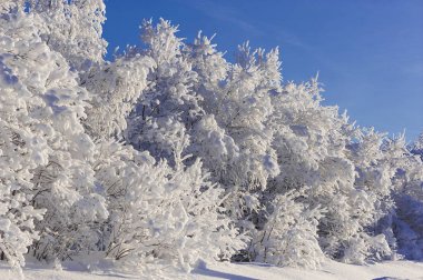 İsveçli Lapland kışın