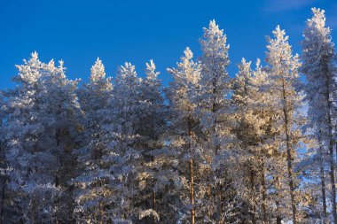 Kış doğa sahnesinde karla kaplı ağaç. Kış ağacı manzarası