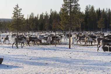 Doğal ortamda ren geyikleri, Laponya, Kuzey İsveç, kış boyunca