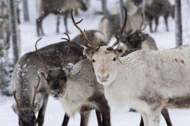 Doğal ortamda ren geyikleri, Laponya, Kuzey İsveç, kış boyunca