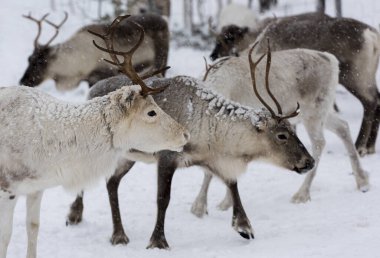 Doğal ortamda ren geyikleri, Laponya, Kuzey İsveç, kış boyunca