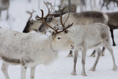 Doğal ortamda ren geyikleri, Laponya, Kuzey İsveç, kış boyunca