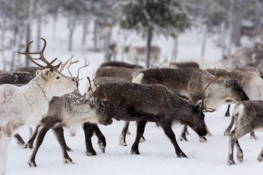 Doğal ortamda ren geyikleri, Laponya, Kuzey İsveç, kış boyunca
