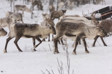Doğal ortamda ren geyikleri, Laponya, Kuzey İsveç, kış boyunca