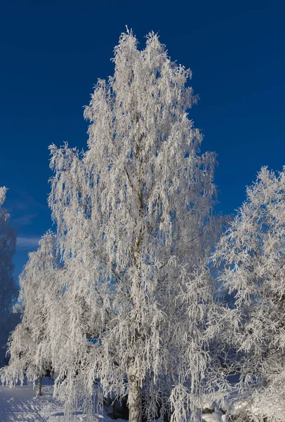 Snow Covered Tree Winter Nature Scene Winter Snow Tree View — Stock Photo, Image