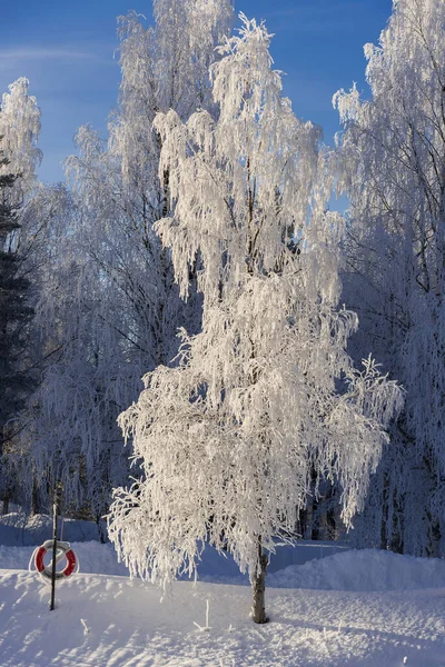 Snow Covered Tree Winter Nature Scene Winter Snow Tree View — Stock Photo, Image