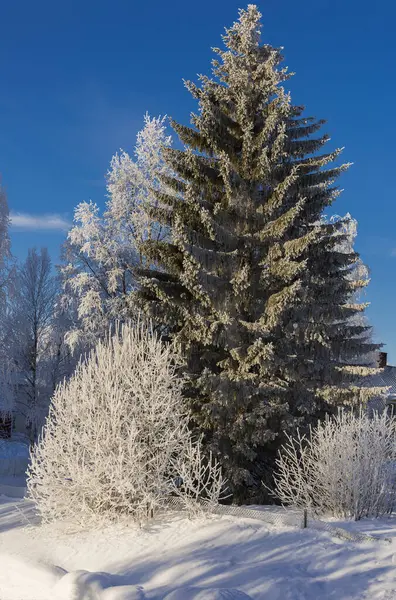 Arbre Couvert Neige Hiver Scène Nature Vue Hiver Arbre Neige — Photo