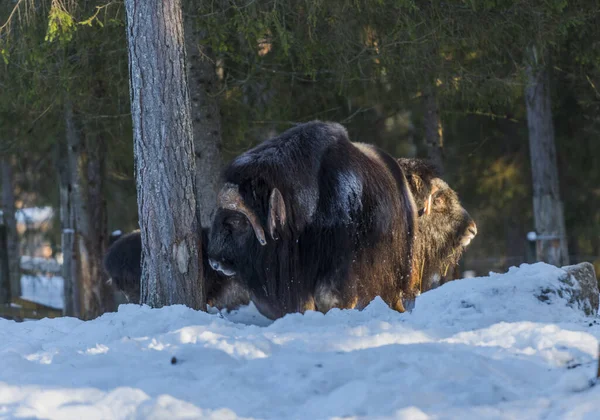 a few buffalo, during winter, with sun and snow