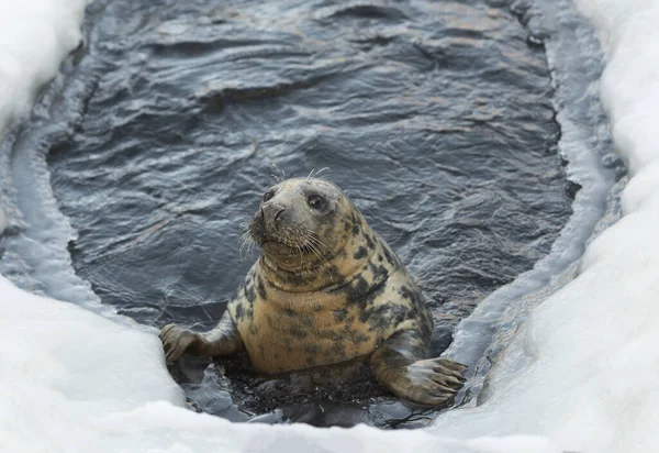 Anjing Laut Terisolasi Selama Musim Dingin — Stok Foto