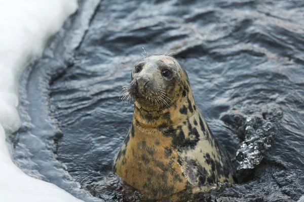 Sello Aislado Durante Invierno — Foto de Stock