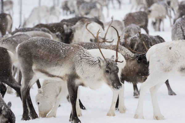 Rentiere Natürlicher Umgebung Lappland Nordschweden Winter — Stockfoto