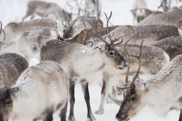Rentiere Natürlicher Umgebung Lappland Nordschweden Winter — Stockfoto