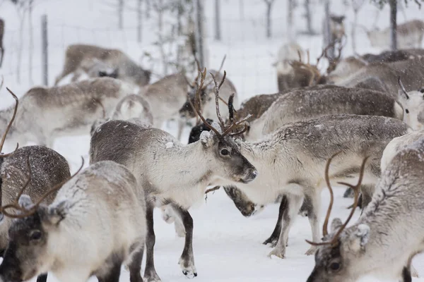 Τάρανδοι Στο Φυσικό Περιβάλλον Λαπωνία Βόρεια Σουηδία Κατά Διάρκεια Του — Φωτογραφία Αρχείου