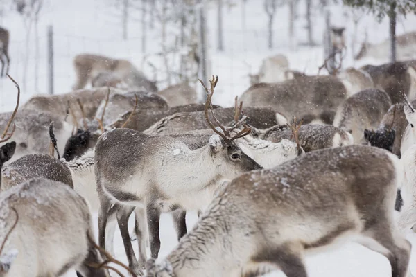 Rentiere Natürlicher Umgebung Lappland Nordschweden Winter — Stockfoto