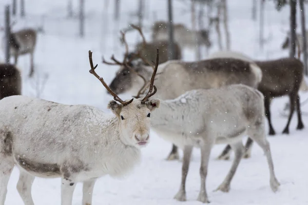 Rendieren Natuur Lapland Noord Zweden Winter — Stockfoto