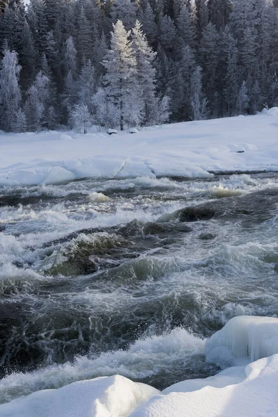 コウノトリ 自然保護区 非常に重要な川の急流 ノルトボテン スウェーデン 冬の間 — ストック写真