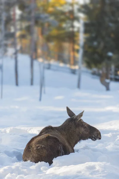 Θηλυκό Ελάφι Στο Χιόνι Χειμώνα Λαπωνία Σουηδία — Φωτογραφία Αρχείου