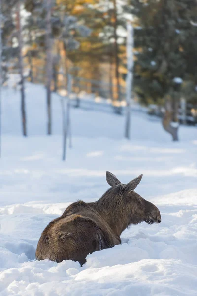 Θηλυκό Ελάφι Στο Χιόνι Χειμώνα Λαπωνία Σουηδία — Φωτογραφία Αρχείου