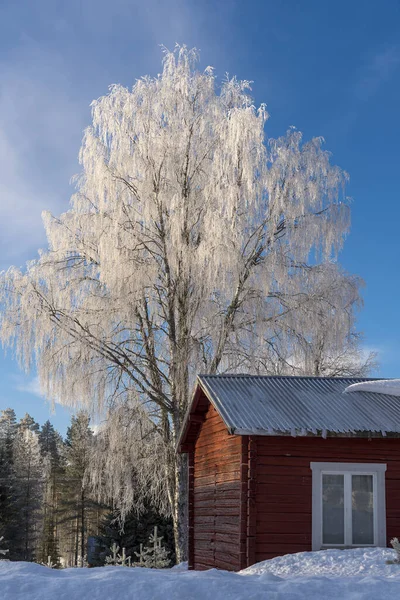 Bäume Und Haus Winter Bei Schnee Und Eis — Stockfoto
