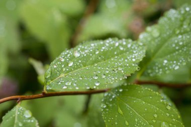 Yağmurdan sonra yeşil yapraklara çeşitli damlalar, yakın çekim