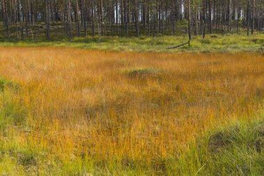 Baharatlı tuhaf bir turuncu çayır.