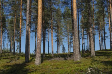 Yazın Güneşli Panoramik Spruce Ağaçları, Laponya, İsveç