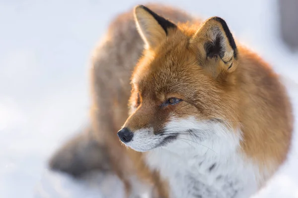 portrait of a red little fox on snow during winter