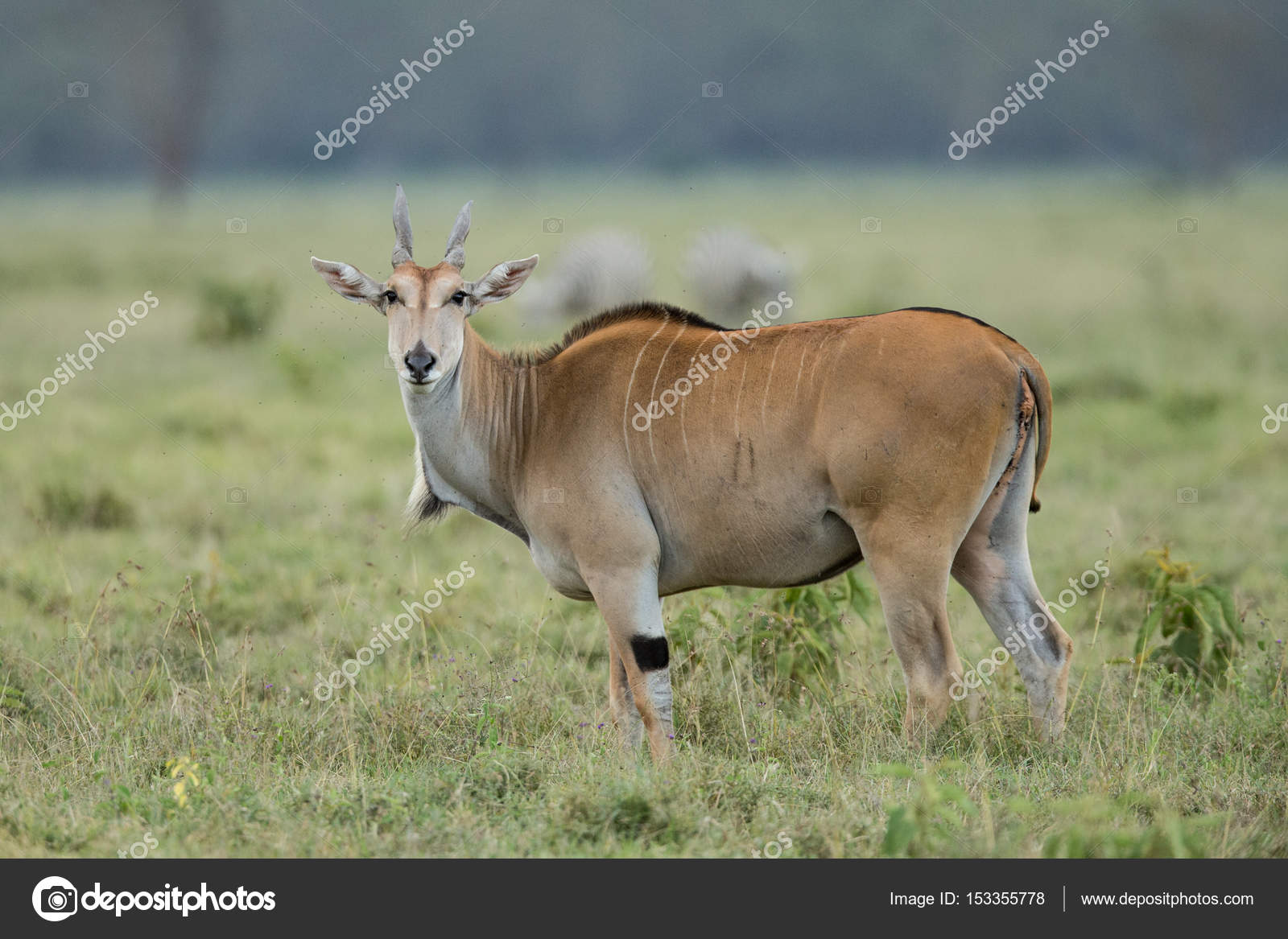 antelope chat Antelope/gazelle species that can be fed by the public in zoos what antelope/gazelle species are suitable choices for being fed compound feed by guests in zoos and then i mean suitable species, both in. antelope chat Antelope/gazelle species that can be fed by the public in zoos what antelope/gazelle species are suitable choices for being fed compound feed by guests in zoos and then i mean suitable species, both in.