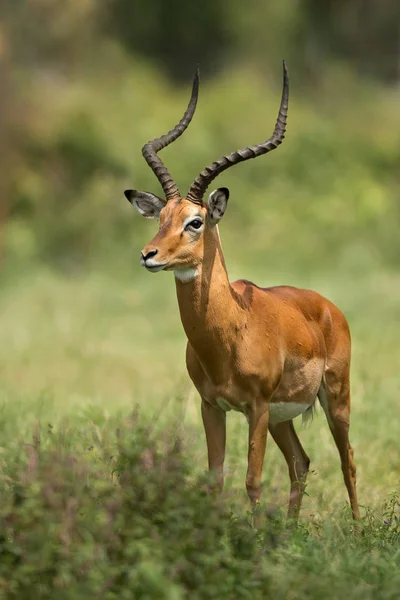 Antelope africa savana serengeti — Stok fotoğraf