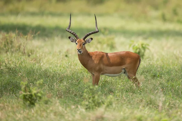 Antelope africa savana serengeti — Stockfoto