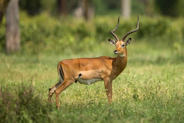 Antelope africa savana serengeti — ストック写真