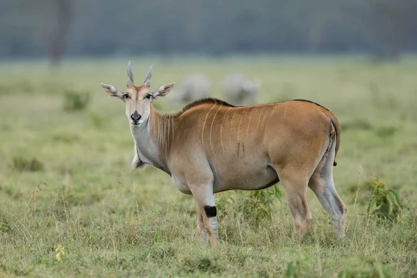 Antelope africa savana serengeti — Stok fotoğraf