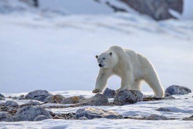 Karda kutup ayısı (Ursus maritimus)