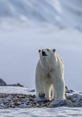 Karda kutup ayısı (Ursus maritimus)