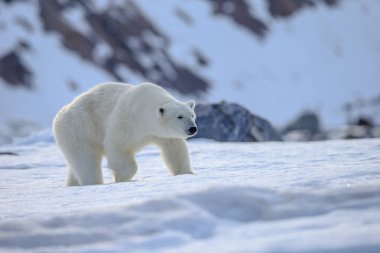 Karda kutup ayısı (Ursus maritimus)