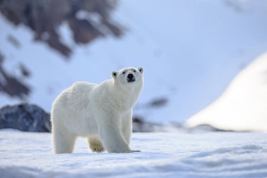 Karda kutup ayısı (Ursus maritimus)