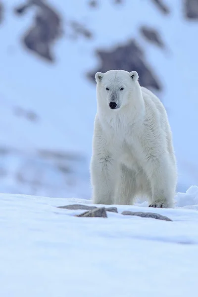 Orso polare nella neve — Foto Stock