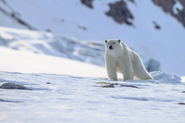 Jegesmedve a hóban (Ursus maritimus) — Stock Fotó