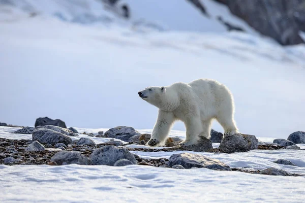 雪中的北极熊（乌苏斯·马里蒂木斯）) — 图库照片