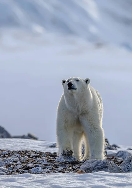 Niedźwiedź polarny w śniegu (Ursus maritimus) — Zdjęcie stockowe