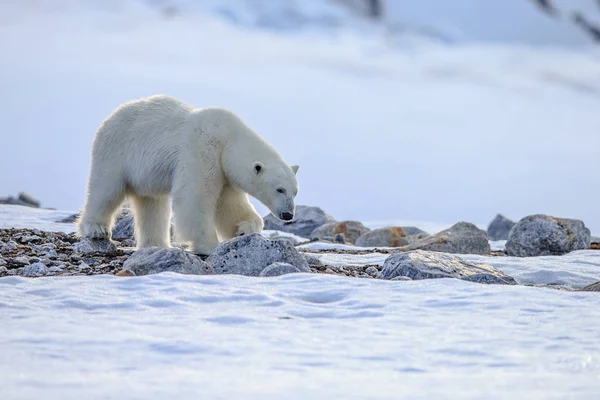 Eisbär im Schnee — Stockfoto