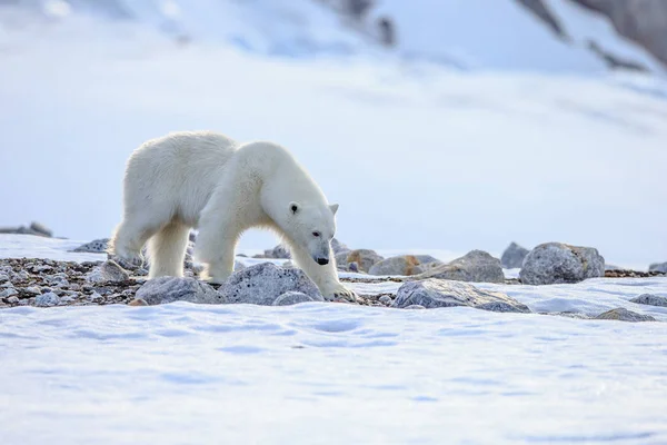 Niedźwiedź polarny w śniegu (Ursus maritimus) — Zdjęcie stockowe