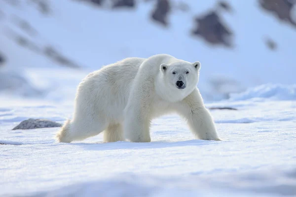 Isbjörn i snön — Stockfoto