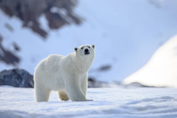 Urso polar na neve (Ursus maritimus ) — Fotografia de Stock